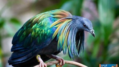 کبوتر نیکوبار