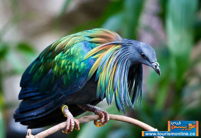 کبوتر نیکوبار