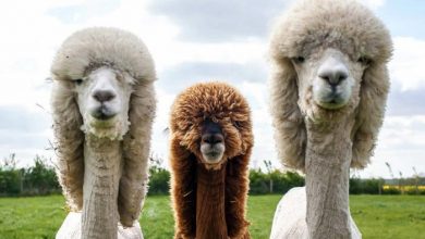 مدل مو آلپاکایی