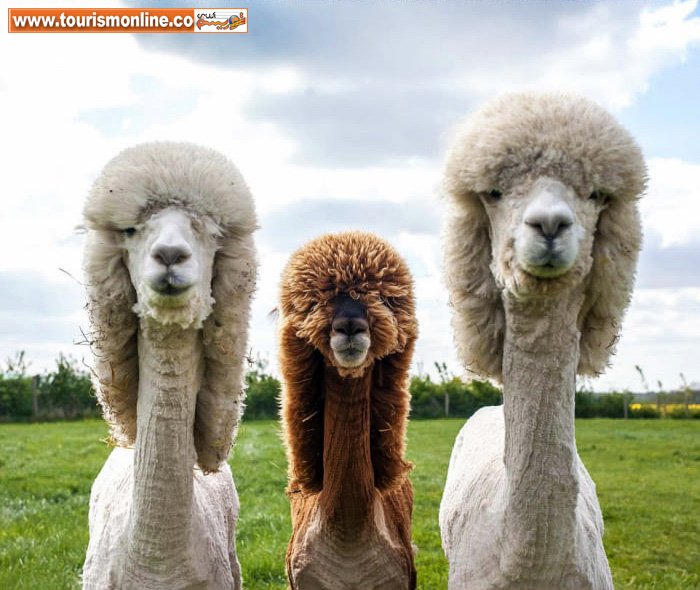 مدل مو آلپاکایی