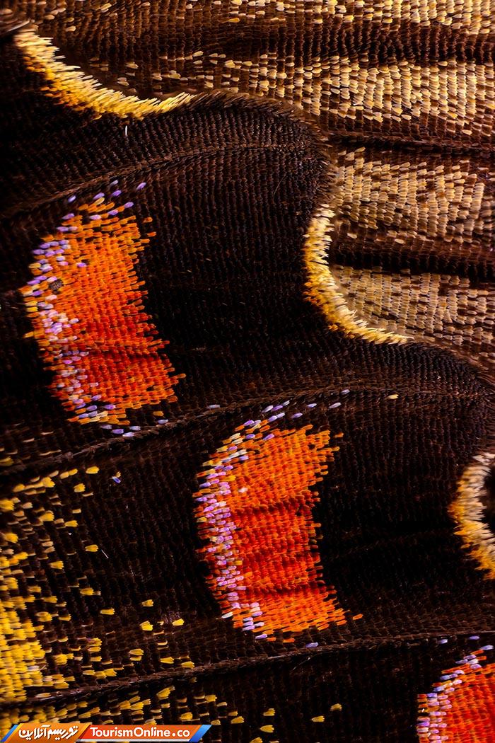 عکاسی ماکرو پروانه