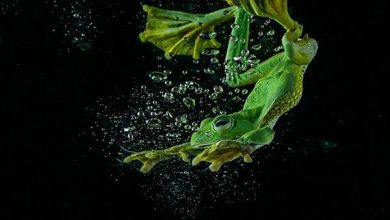 شنای قورباغه ای