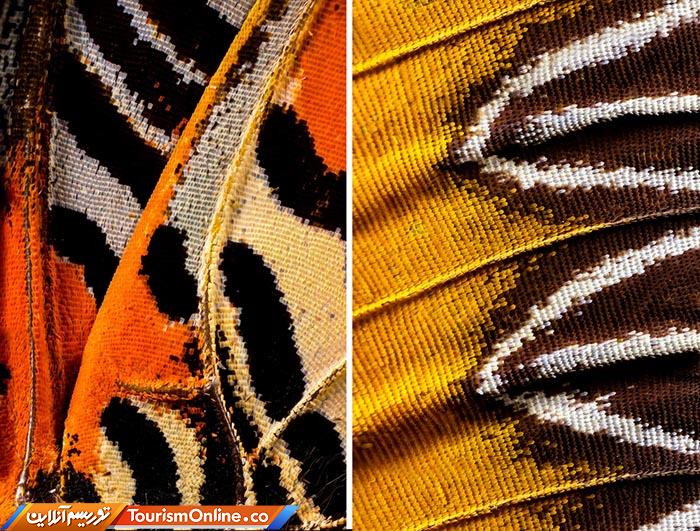 عکاسی ماکرو پروانه