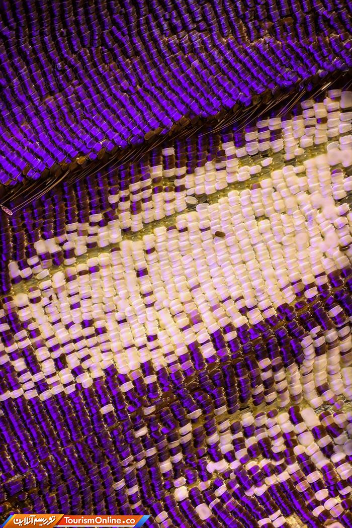 عکاسی ماکرو پروانه