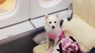 مسافران متفاوت پرواز!