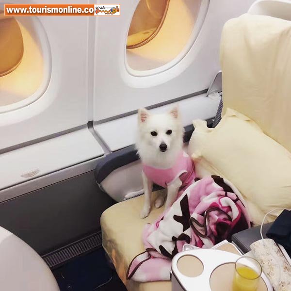 مسافران متفاوت پرواز!