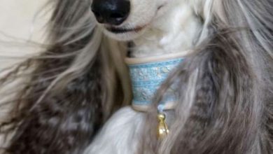 نژاد تازی افغان