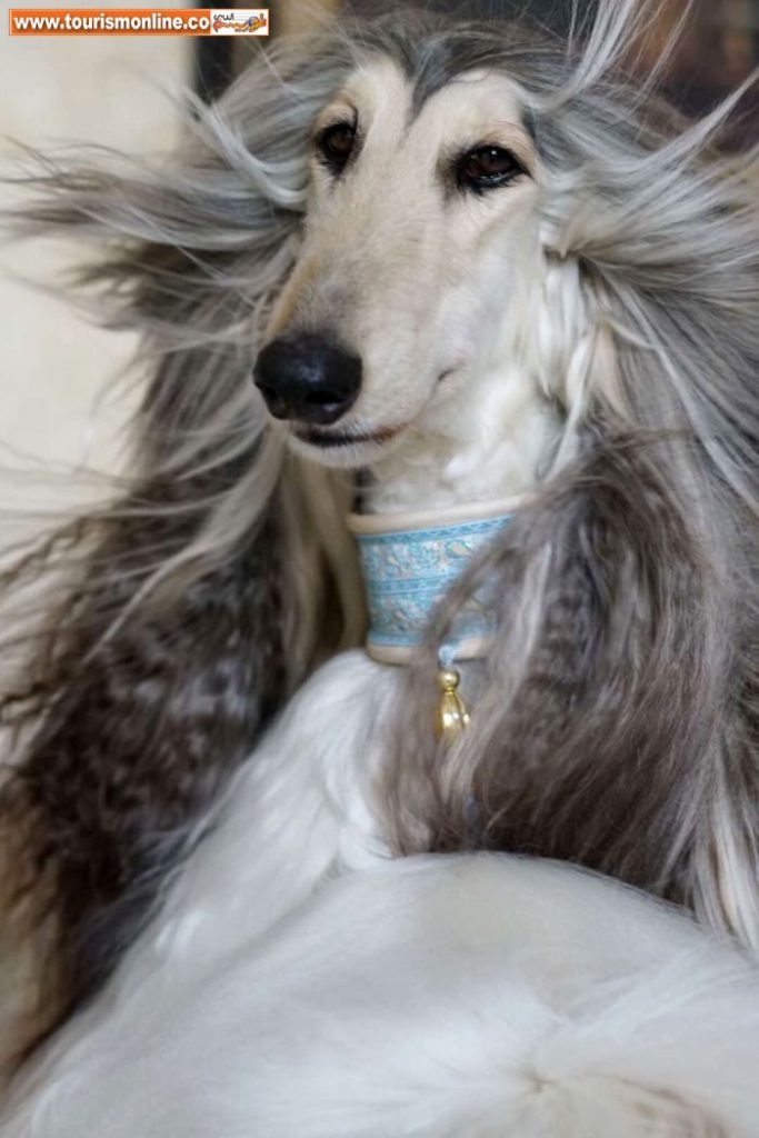 نژاد تازی افغان