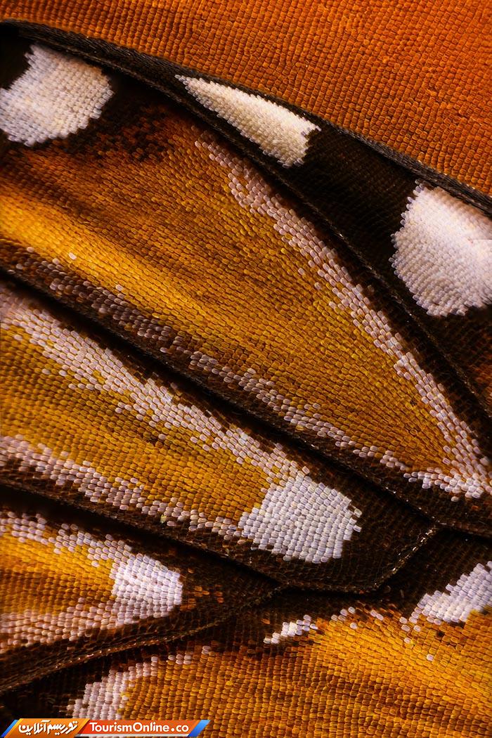 عکاسی ماکرو پروانه