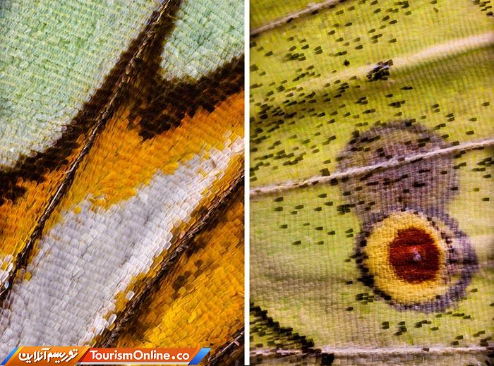 عکاسی ماکرو پروانه