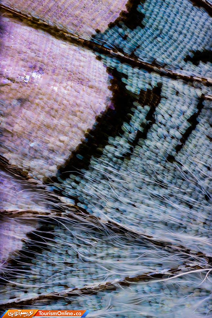 عکاسی ماکرو پروانه