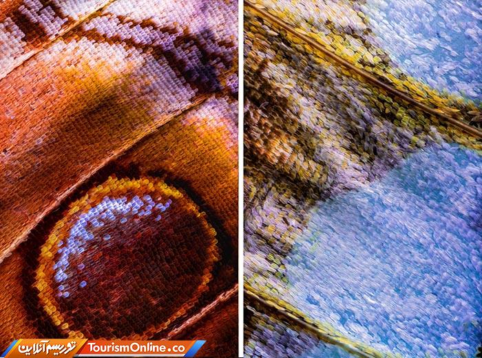 عکاسی ماکرو پروانه