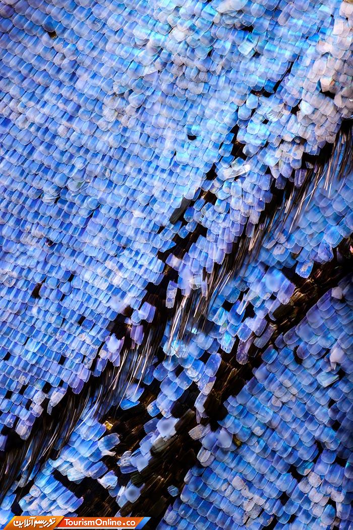 عکاسی ماکرو پروانه