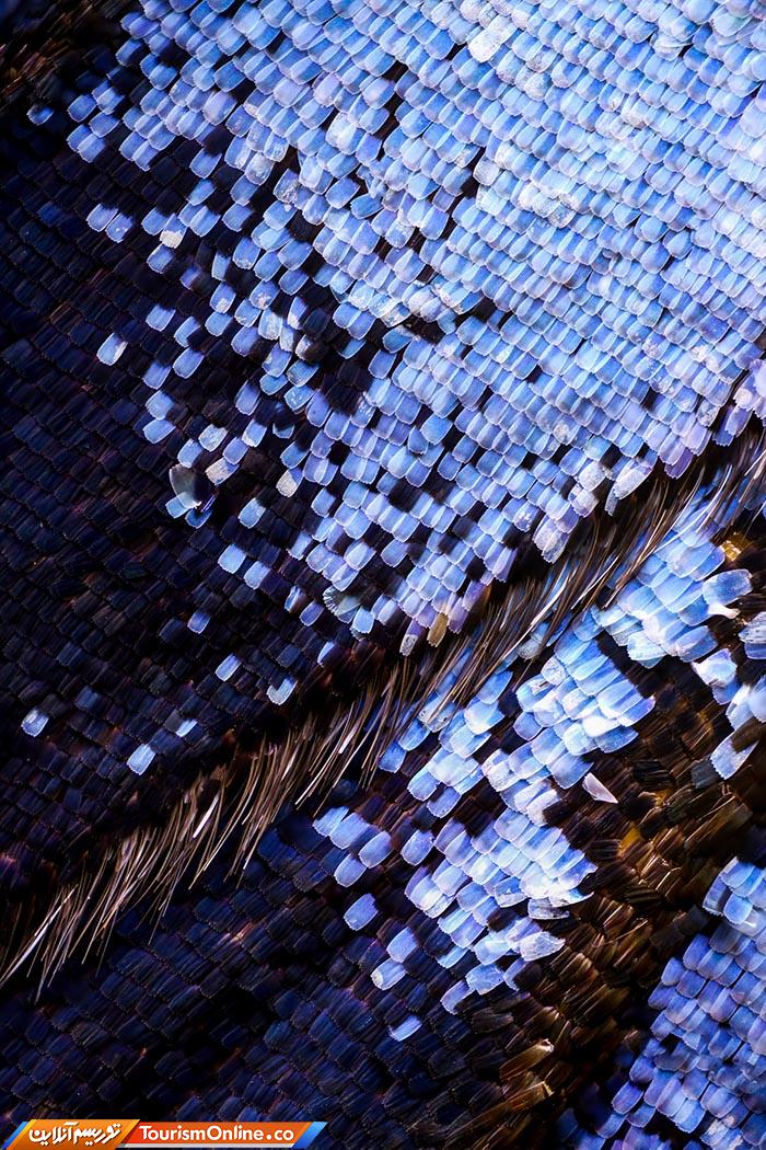 عکاسی ماکرو پروانه