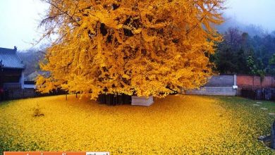 ايران‌گردي