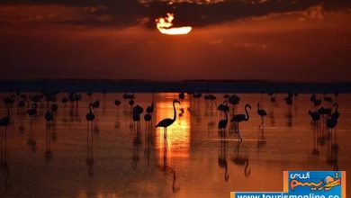 فلامینگوها