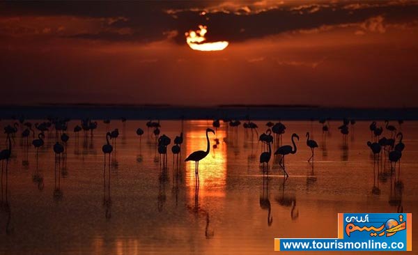 فلامینگوها