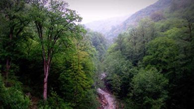 جنگل های هیرکانی