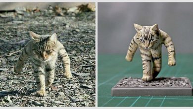 سوژه های اینترنتی