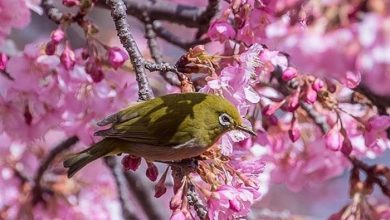 شکوفه های گیلاس