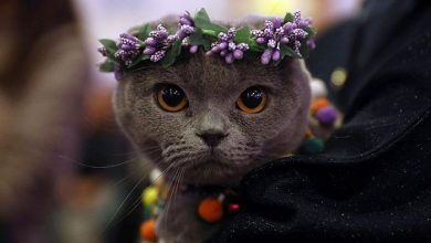 فستیوال گربه های زیبا