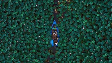 فرید کامران نیا