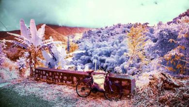 کوههای آبی جامائیکا