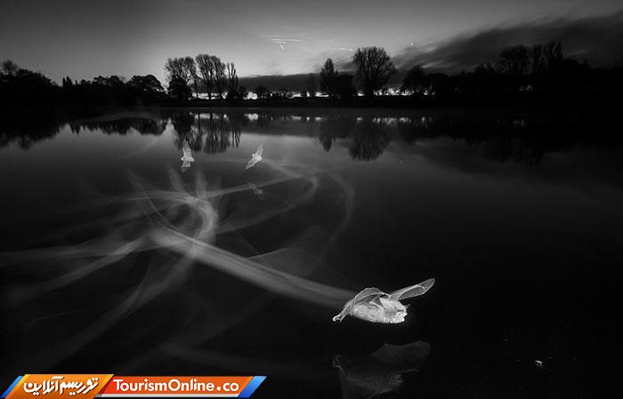 حیات وحش بریتانیا