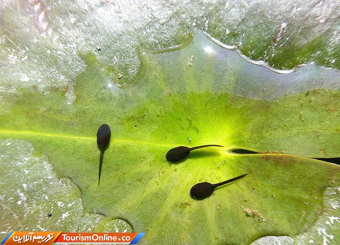 حیات وحش بریتانیا