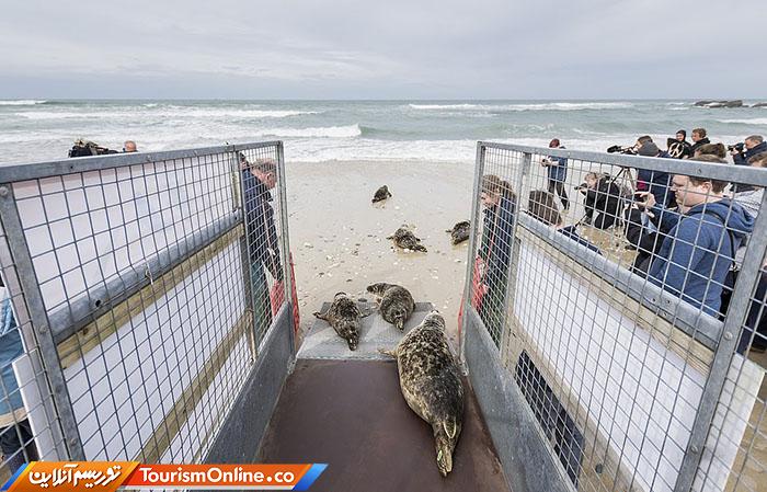 حیات وحش بریتانیا