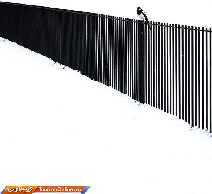 حیات وحش بریتانیا