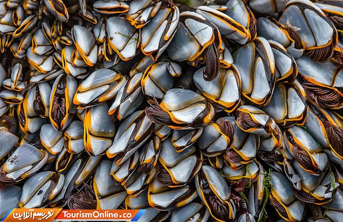 حیات وحش بریتانیا