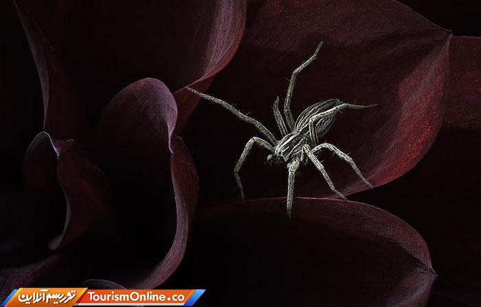 حیات وحش بریتانیا