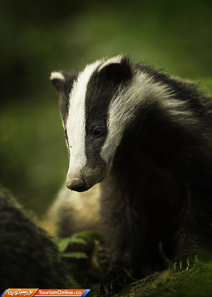 حیات وحش بریتانیا