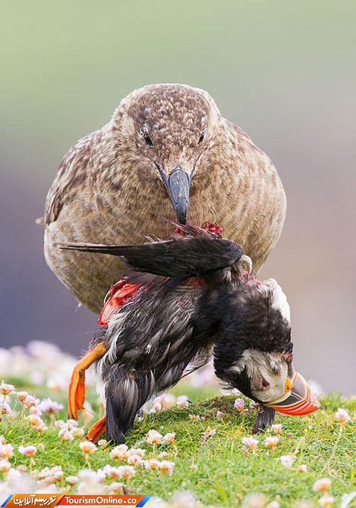 حیات وحش بریتانیا