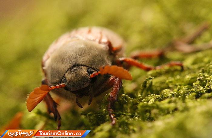 حیات وحش بریتانیا