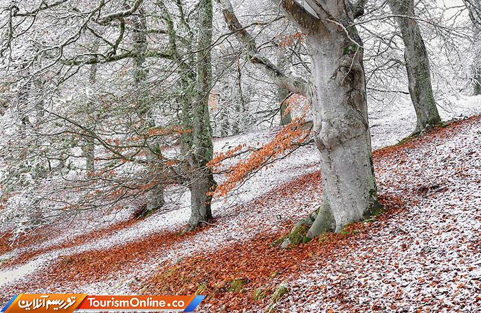 حیات وحش بریتانیا