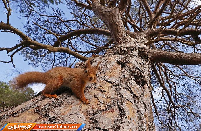 حیات وحش بریتانیا