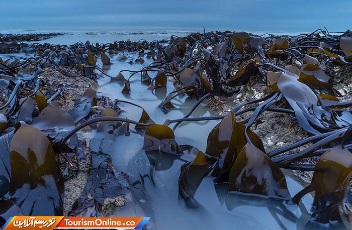 حیات وحش بریتانیا