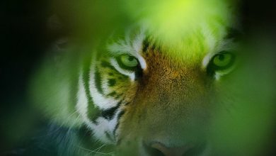 اسمیتسونین