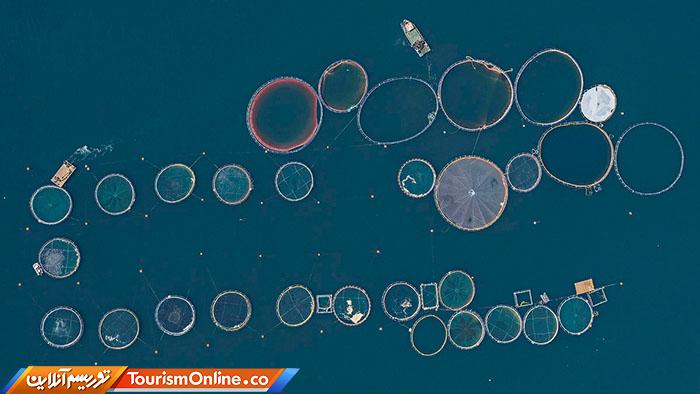 مزرعه ماهی