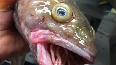 جانوران اعماق دریا