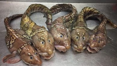 جانوران اعماق دریا