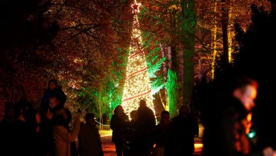 رویداد «باغ کریسمس»