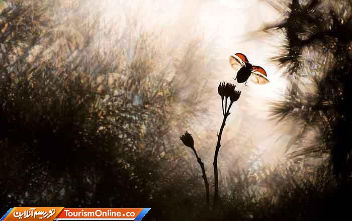 عکاس سال طبیعت