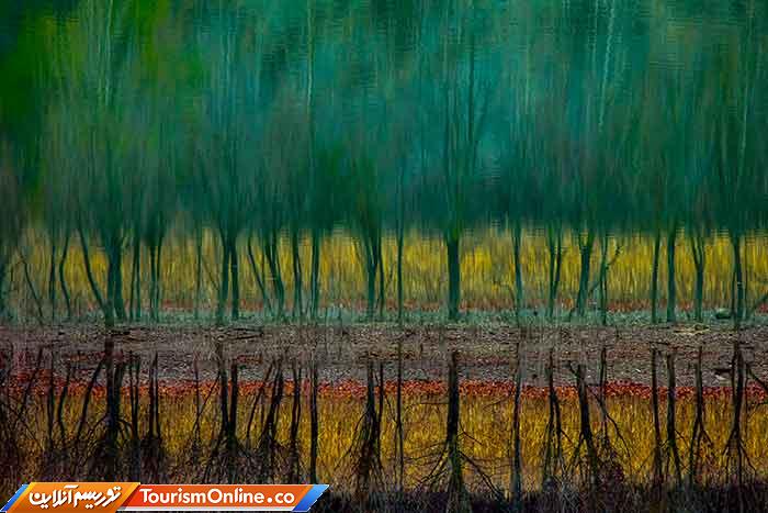 عکاس سال طبیعت