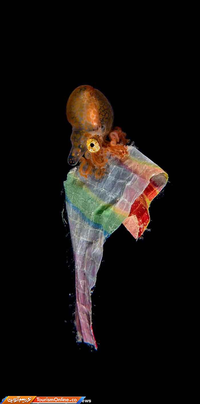 عکاس سال طبیعت