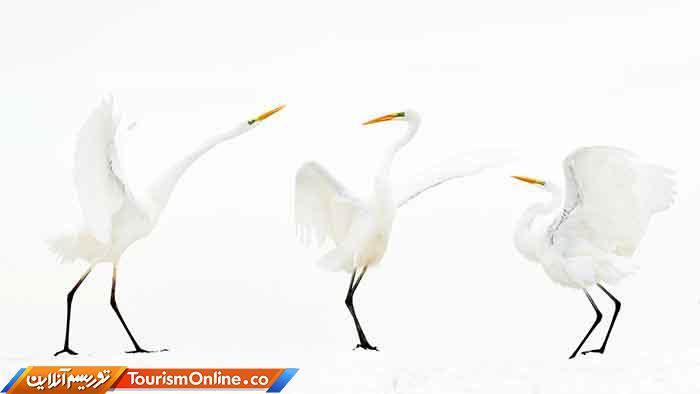 عکاس سال طبیعت