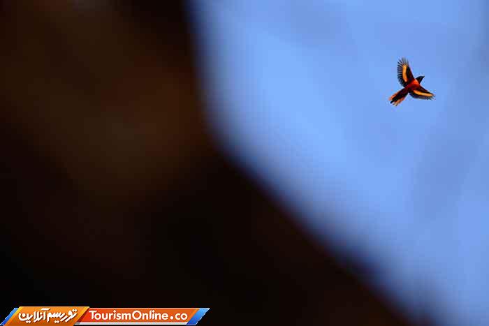 عکاس سال طبیعت