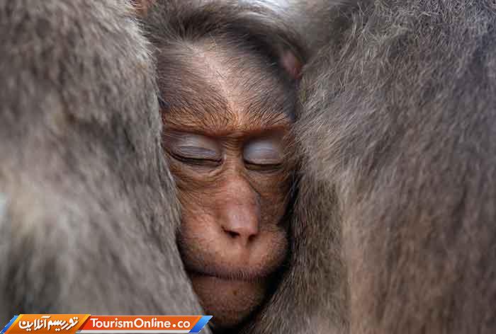 عکاس سال طبیعت